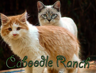 Caboodle Cat Ranch