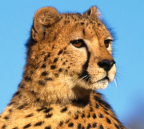 Cheetah