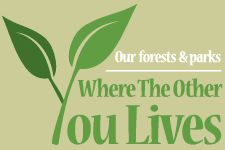Discover The Forest