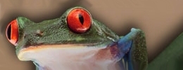 Clorox - Save The Frog